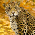 Jaguar, genes y conservación