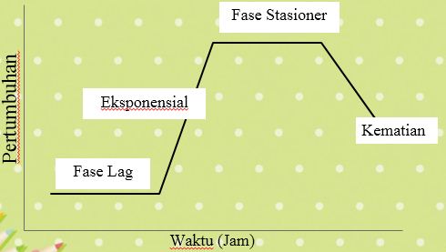 Fase Pertumbuhan bakteri