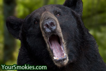 Black Bear Attacks Great Smoky Mountains National Park Visitor on Popular Hiking Trail as Horrified Crowd Watches.