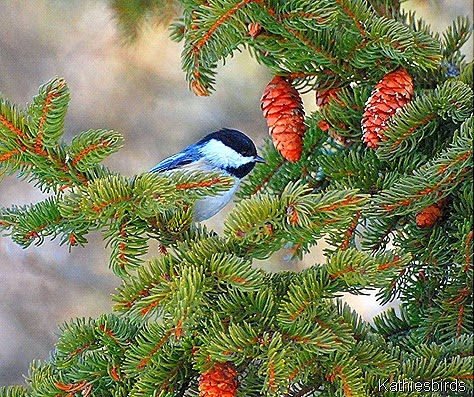 5. chickadee-kab