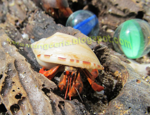 Kelomang Ceria: Crabitat for Small hermit crabs / Akuarium 
