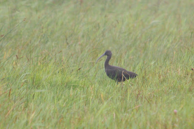 Wylpreager - Zwarte Ibis - Plegadis falcinellus