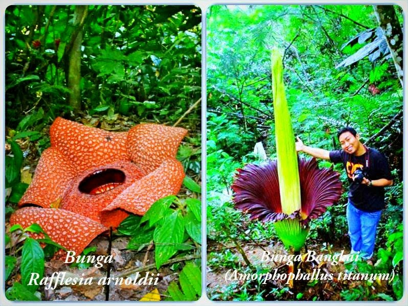 KPPGPPL BLOG Inilah Salah Kaprah Kita Soal Rafflesia