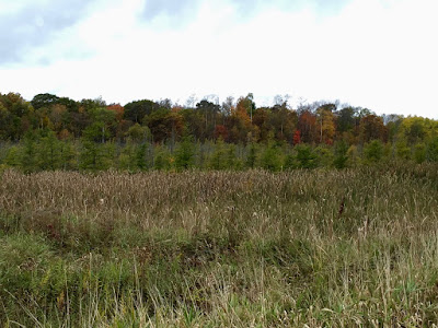 hints of color change in tamarack