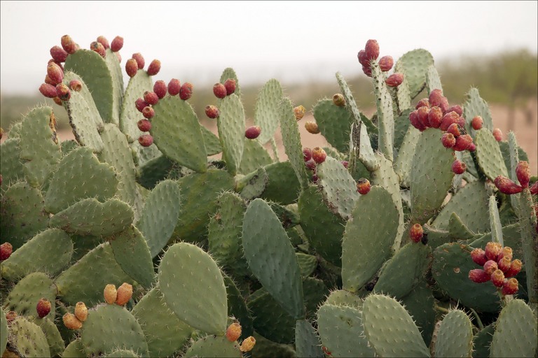 types of flowers with names and pictures Desert Prickly Pear Cactus | 768 x 512