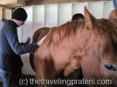 grooming the horses