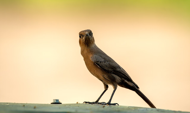 Bharatpur birding birds nature wildlife travel conservation