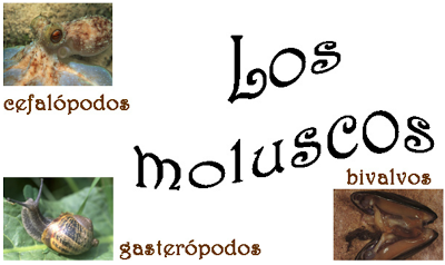 http://cplosangeles.juntaextremadura.net/web/edilim/curso_3/cmedio/animales_invertebrados_3/moluscos/moluscos.html