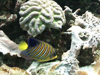 Poisson-ange duc - Poisson-ange royal - Pygoplites diacanthus