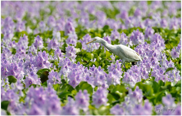 Cattle egret