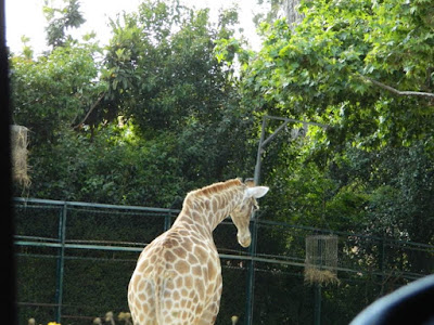 giraffe, wordless wednesday