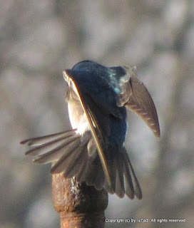 Tree Swallows