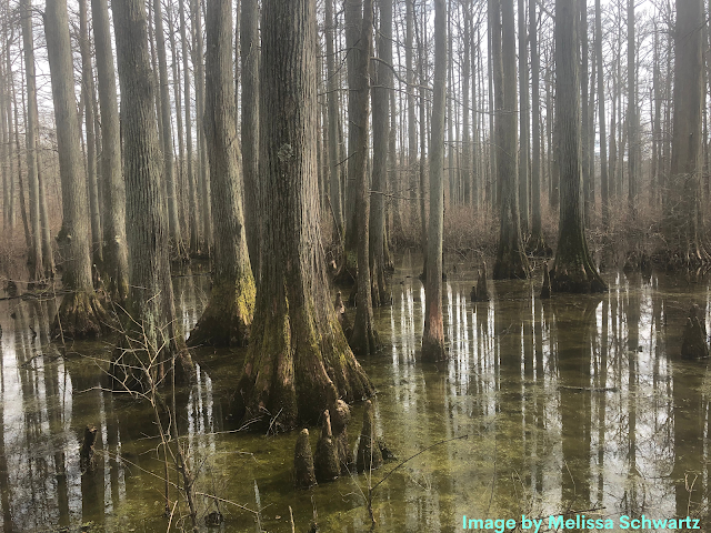 Stillness among the tupelos and cypress of Heron Pond in Shawnee National Forest.