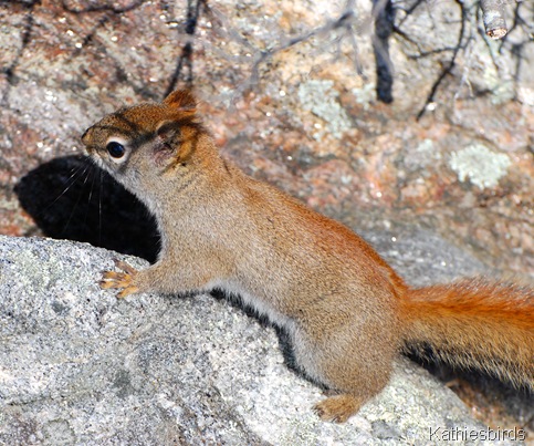 7. red squirrel-kab