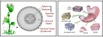 urutan organisasi kehidupan organisme multiseluler dari tingkat terkecil, urutan organisasi kehidupan organisme multiseluler dari tingkat terkecil yaitu, urutan organisasi kehidupan organisme, organisasi kehidupan tingkat organ dan sistem organ, sistem organisasi kehidupan organisme, organisasi kehidupan tingkat organisme, tingkat organisasi kehidupan objek biologi, organisasi kehidupan sistem organ, tingkat organisasi kehidupan dan objek biologi, susunan organisasi kehidupan pada organisme multiseluler, organisasi kehidupan organisasi kehidupan, organisasi kehidupan pada makhluk hidup, organisasi kehidupan paling kecil, organisasi kehidupan pada tumbuhan, organisasi kehidupan ppt kelas 7, organisasi kehidupan pada manusia, organisasi kehidupan ppt presentation, organisasi kehidupan populasi, organisasi kehidupan pada tingkat individu, organisasi kehidupan paling besar, organisasi kehidupan paling kompleks, organisasi kehidupan pada tingkat sel, organisasi kehidupan pelajaran biologi, organisasi pelindung kehidupan, organisasi penyusun kehidupan, tingkatan organisasi kehidupan pada tingkat sel, hierarki organisasi kehidupan pada organisme multiseluler adalah, urutan organisasi kehidupan pada organisme multiseluler, organisasi kehidupan tingkat populasi, organisasi kehidupan yang rumit, organisasi kehidupan dari rendah ke tinggi, organisasi kehidupan yang rumit menurut kimball, rangkuman organisasi kehidupan, rpp organisasi kehidupan, urutan organisasi kehidupan dari rendah ke tinggi, urutan organisasi kehidupan dari rendah ke tinggi adalah, rpp organisasi kehidupan smp kelas 7 ktsp, rpp organisasi kehidupan smp kelas 7, tingkatan organisasi kehidupan dalam ruang lingkup biologi, resume organisasi kehidupan, rpp organisasi kehidupan kurikulum 2013 smp, rpp organisasi kehidupan smp