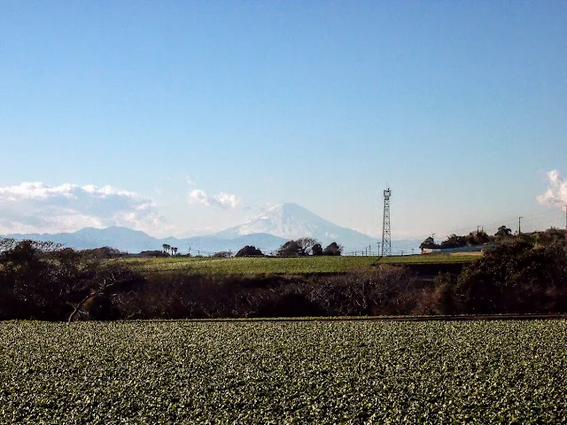 宮川公園　風車　大根　富士山