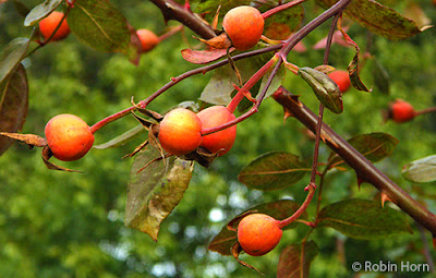 Branch full of Rosehips