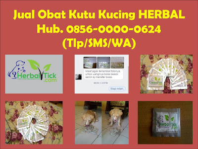 obat kutu kucing