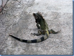 Iguana