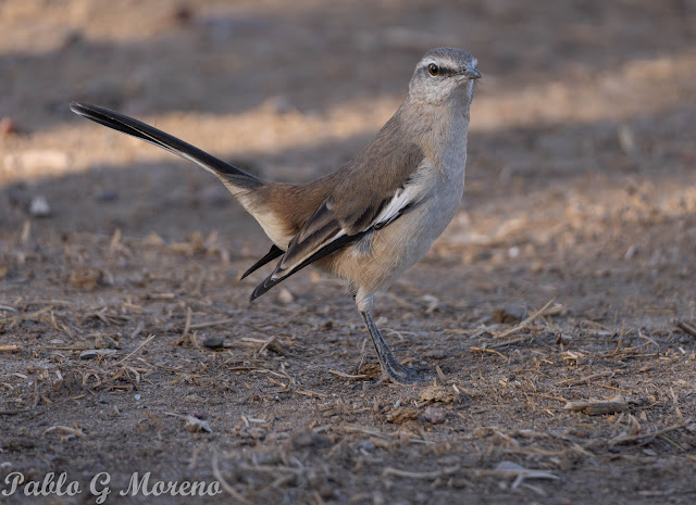 alt="calandria real, Mimus triurus, calandria de Mendoza"