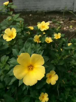 Familia Turneraceae - Turnera ulmifolia