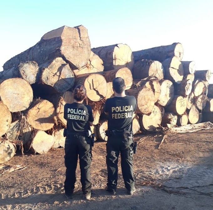 PF faz operações contra grilagem e comércio ilegal de madeira na terra indígena Karipuna, em RO