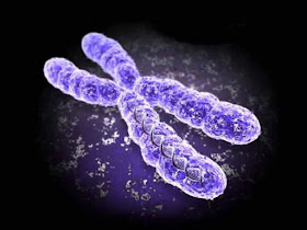 Chromosomes