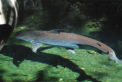 Kumpulan Gambar Ikan Genghis Khan atau Paroon Shark