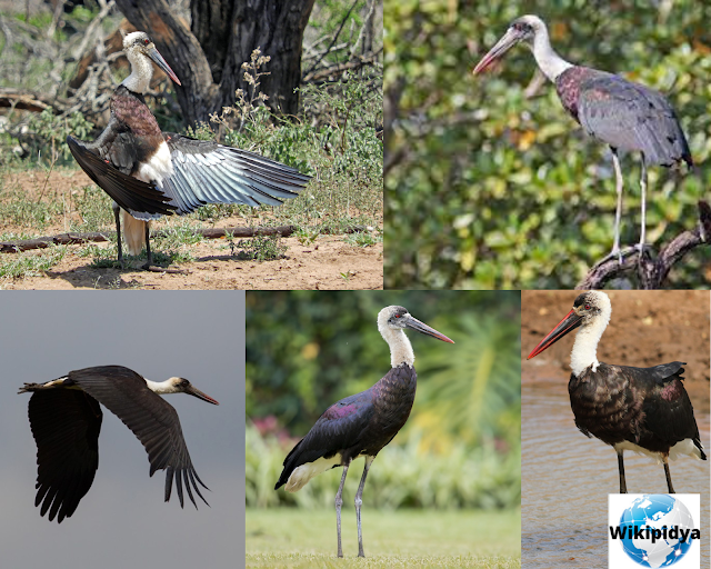 How Many Species Of Storks? The part three, The African Woolly-necked Stork, The Boat-billed Heron, The Squacco Heron, The Straw-necked Ibis, The glossy ibis, The Australian white ibis, The Purple Heron, The Yellow-crowned Night Heron, The Striated Heron, and The Little Egret