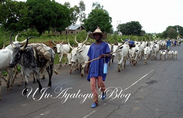 RUGA: We Are Ready To Go To Sambisa Forest – Fulani Herdsmen