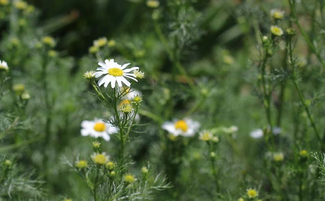 Mayweed Flowers Pictures