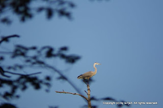 Great Blue Heron