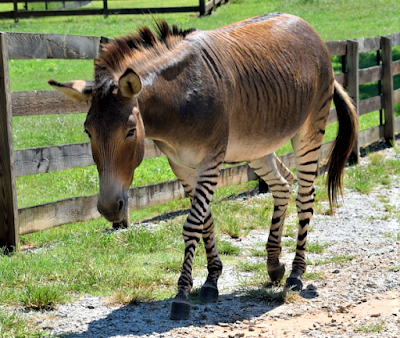 Zonkey Hybrid animal