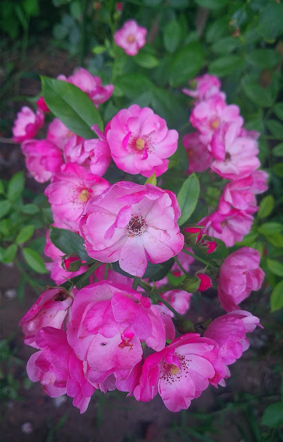 6Flowers photography skill tips，18 rose flower in the sunshine pictures