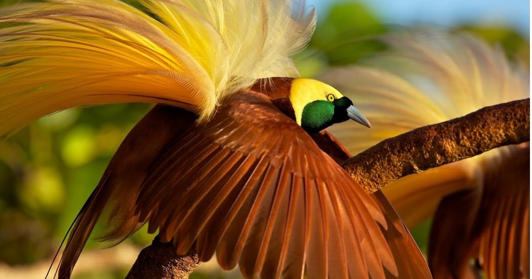 Asal Usul Burung Cendrawasih  Si Cantik Dari Timur 