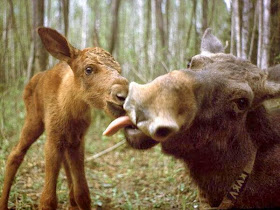 Funny animals of the week - 21 March 2014 (40 pics), funny animal pictures, baby donkey and his mom