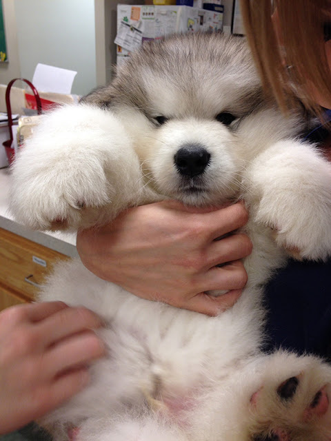 Gấu Fluffy Malamute