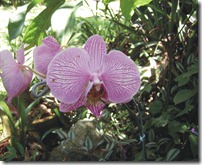 flores 1