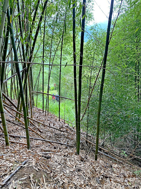 陡下往司馬庫斯部落--竹林區