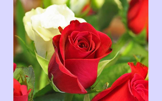 rose flower images free download