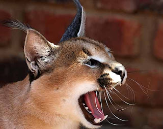 caracal cat animal rare pets picture wallpaper