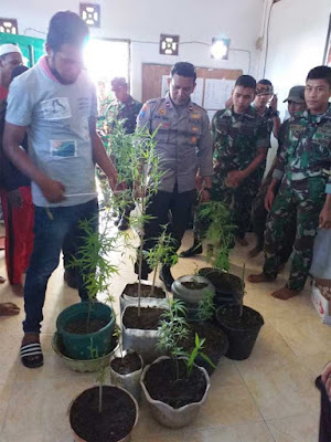 Ambon, Malukupost.com - Satgas Yonif 711/RKS Bawah Kendali Operasi (BKO) di Pulau Haruku, Kabupaten Maluku Tengah menyerahkan 11 pot tanaman ganja yang ditemukan dalam hutan kepada Polsek Haruku. "Penyerahan barang bukti dilakukan setelah Satgas bersama tim delta keamanan pemuda Negeri Kabauw melakukan penyisiran dan pengintaian di dalam hutan guna mencari pemilik atau penanam ganja namun tidak ditemukan," kata Kabid Humas Polda Maluku Kombes Pol Muhammad Roem Ohoirat di Ambon, Senin (11/2).