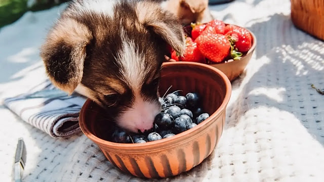 Dog Eat Blueberries