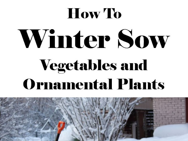 How To Winter Sow Vegetables and Ornamental Plants (with video)