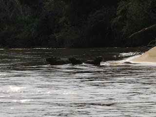 Hydrochoerus hydrochaeris, Capybara