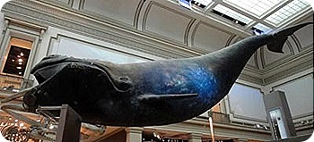 whale