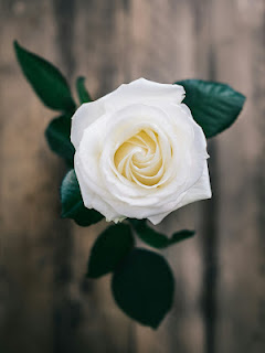 صورة وردة جوري بيضاء طبيعية ، صور ورد ابيض طبيعي 4K
