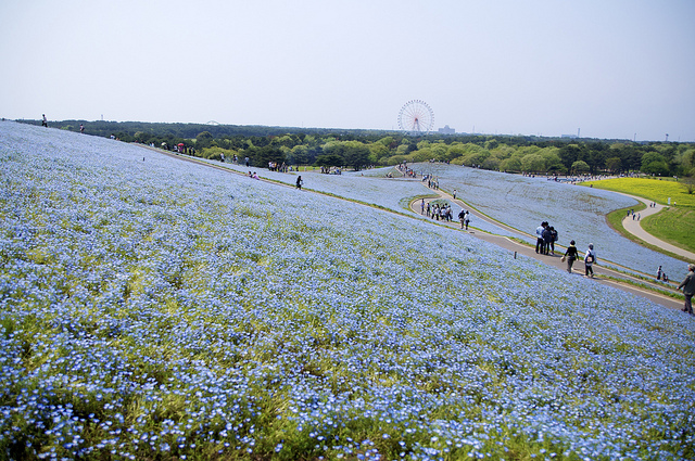 Hitachi Seaside Park