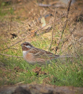 Pine Bunting at Schinias National Park