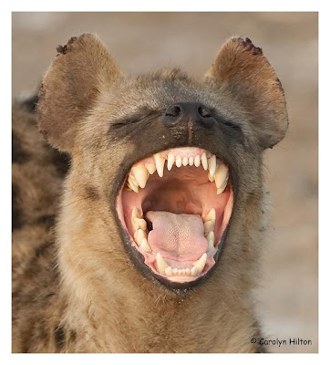 Lion King Scar Hyenas